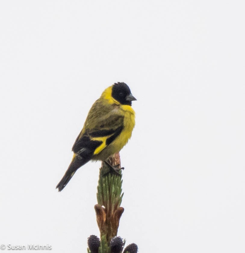 Hooded Siskin - ML577219441