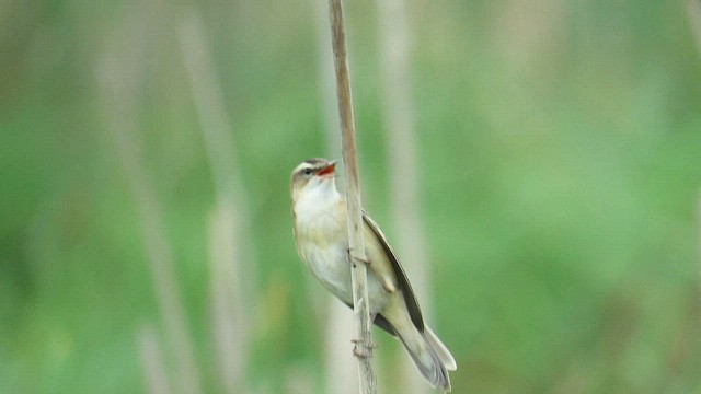 Sedge Warbler - ML577219461