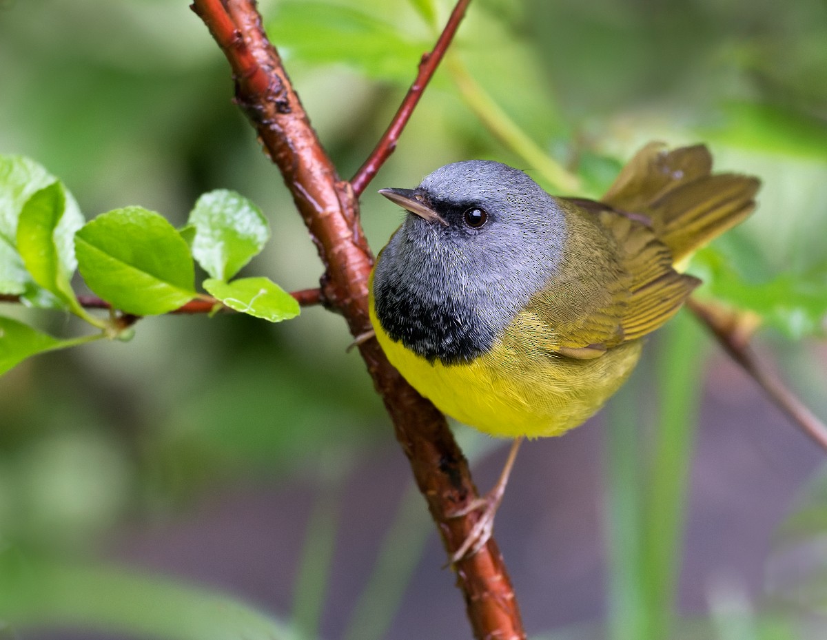 Mourning Warbler - ML577219661