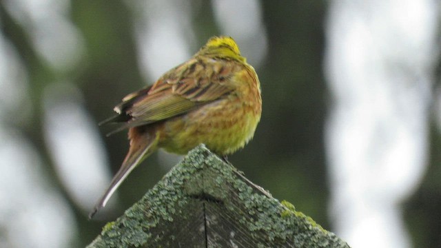 Bruant jaune - ML577219881