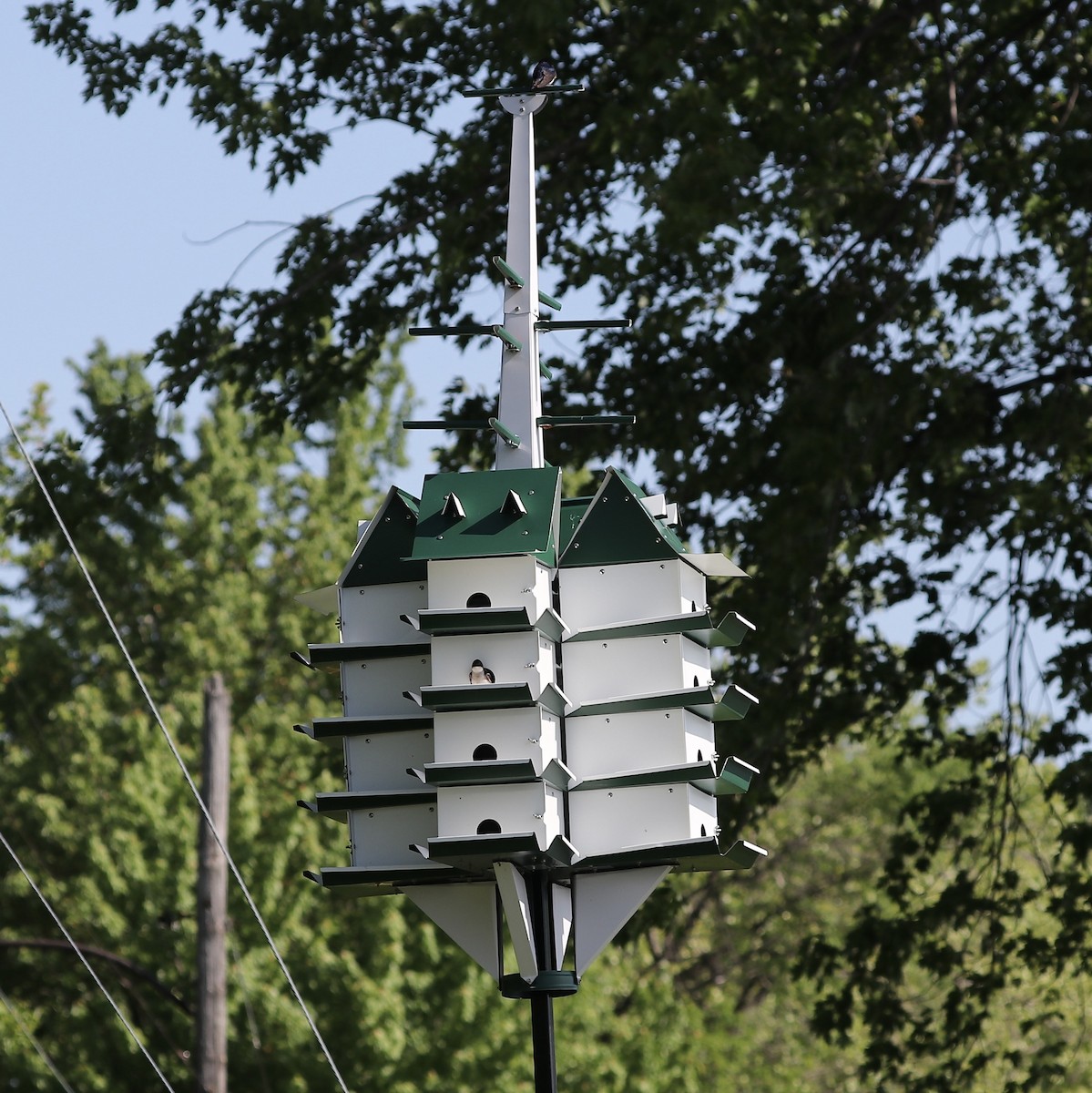 Tree Swallow - ML577220391