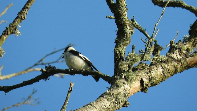 Collared Flycatcher - ML577220841