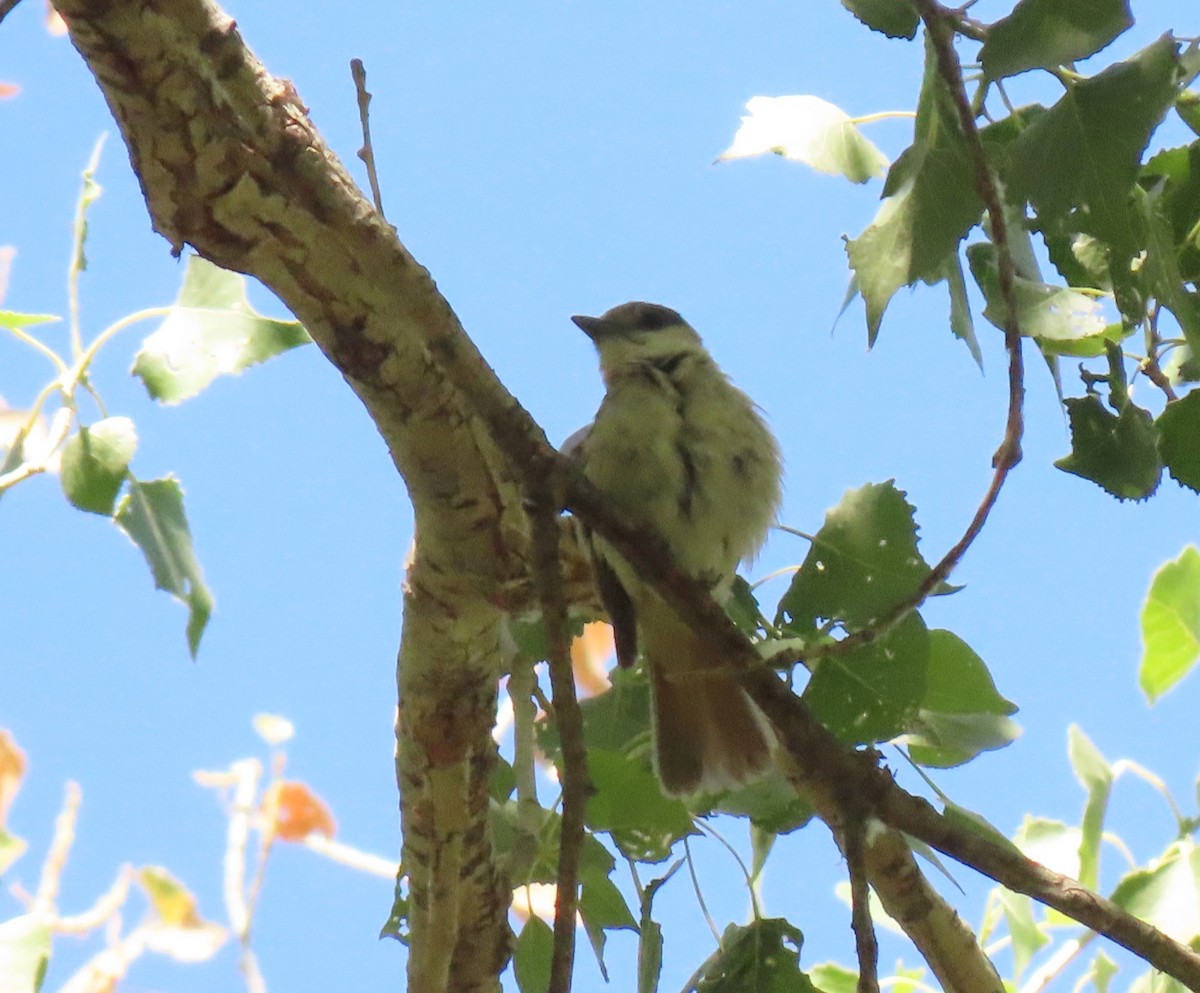eBird Checklist - 25 May 2023 - Anza Trail--Tubac - 30 species