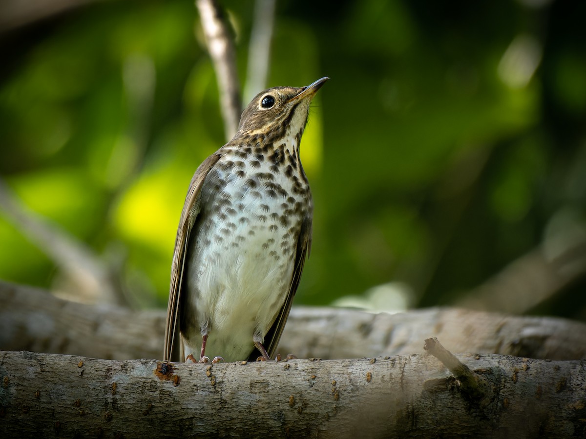 Tordo di Swainson - ML577221101