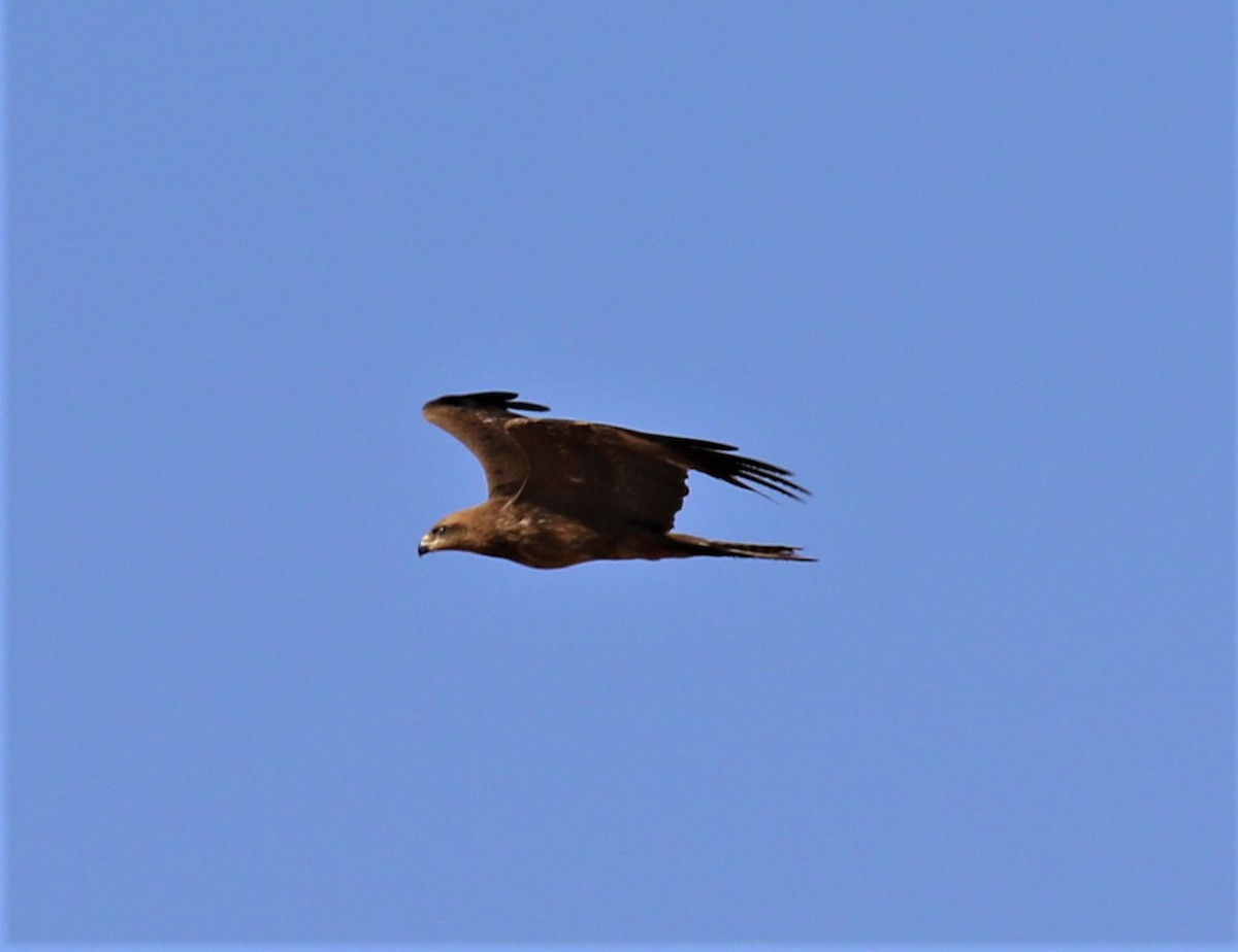 Black Kite - ML577221121