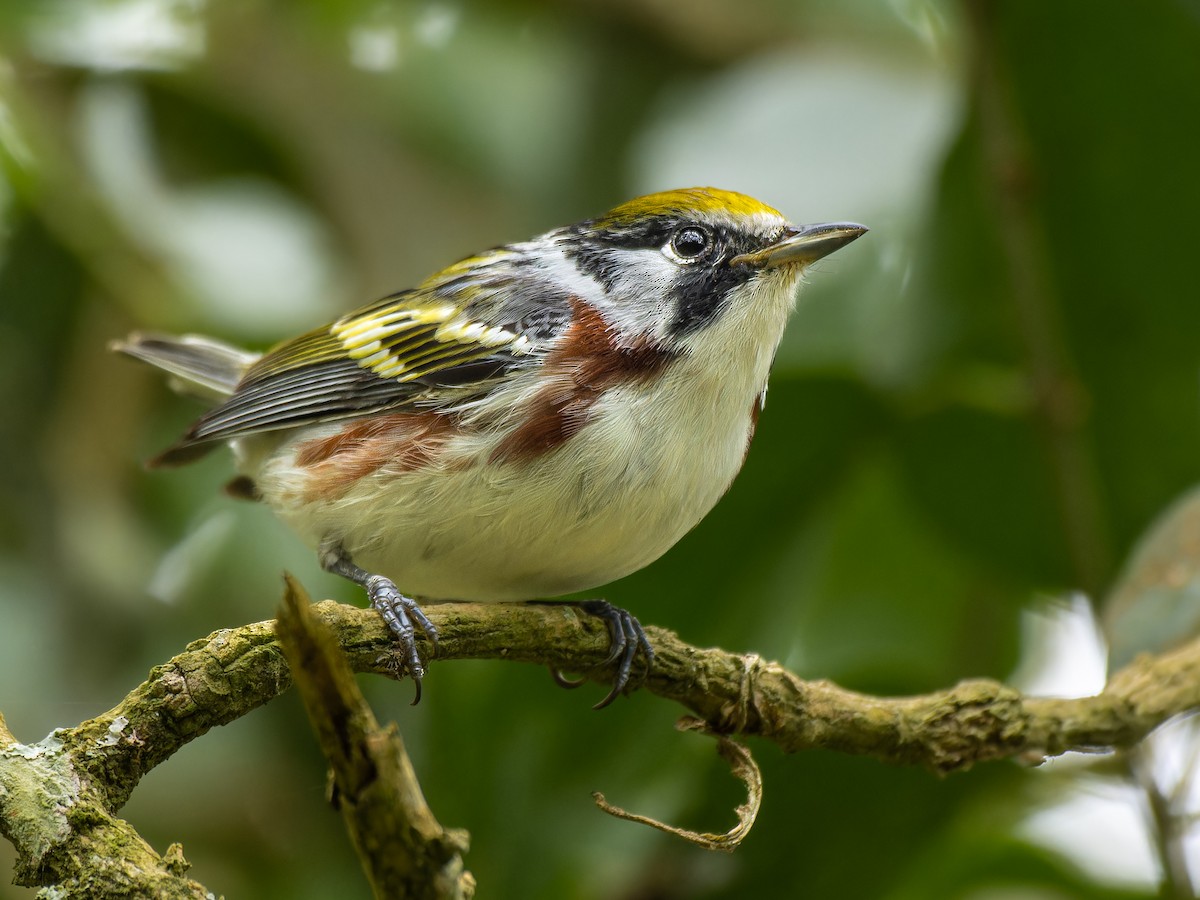 Chestnut-sided Warbler - ML577221601
