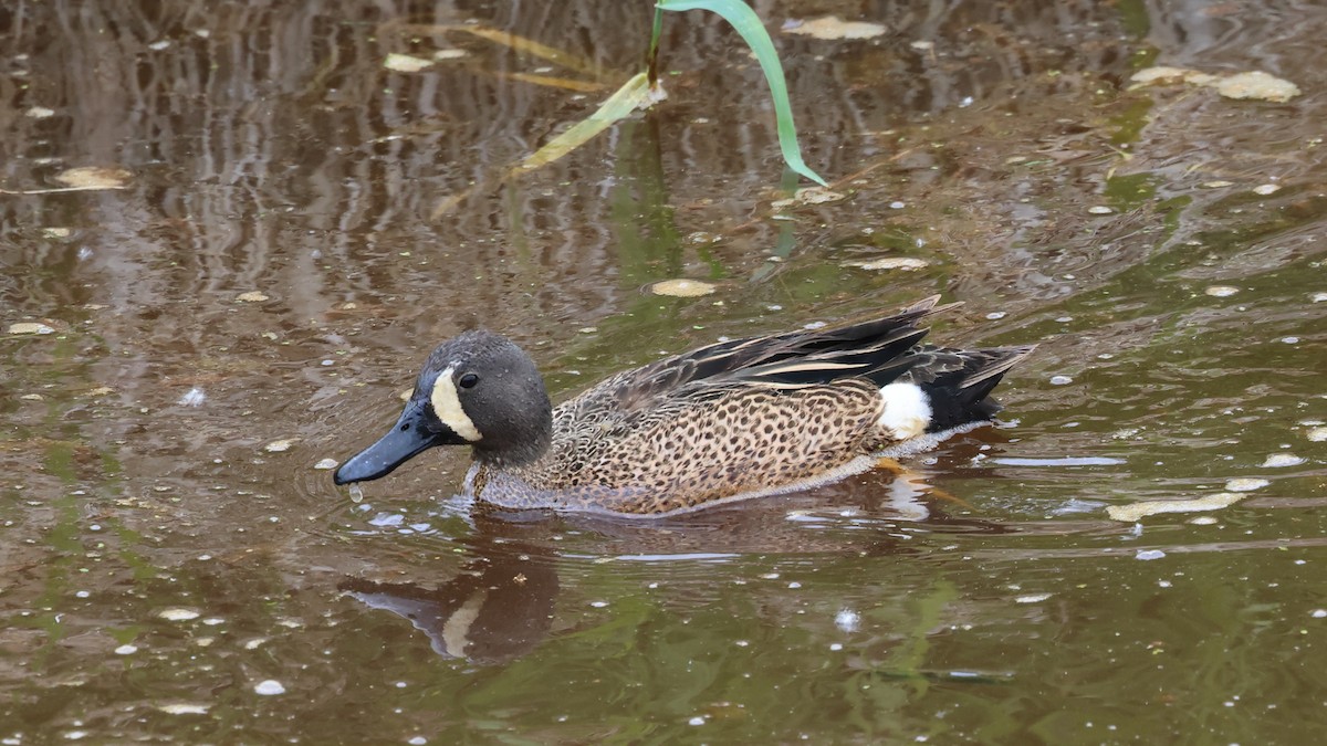 Blue-winged Teal - ML577222361