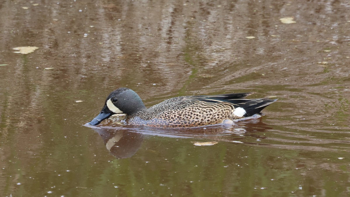 Blue-winged Teal - ML577222371