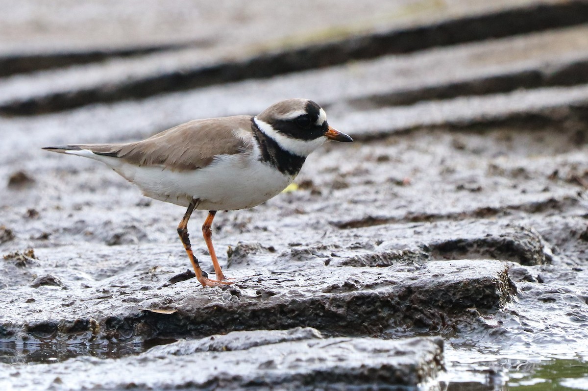 Common Ringed Plover - ML577222901