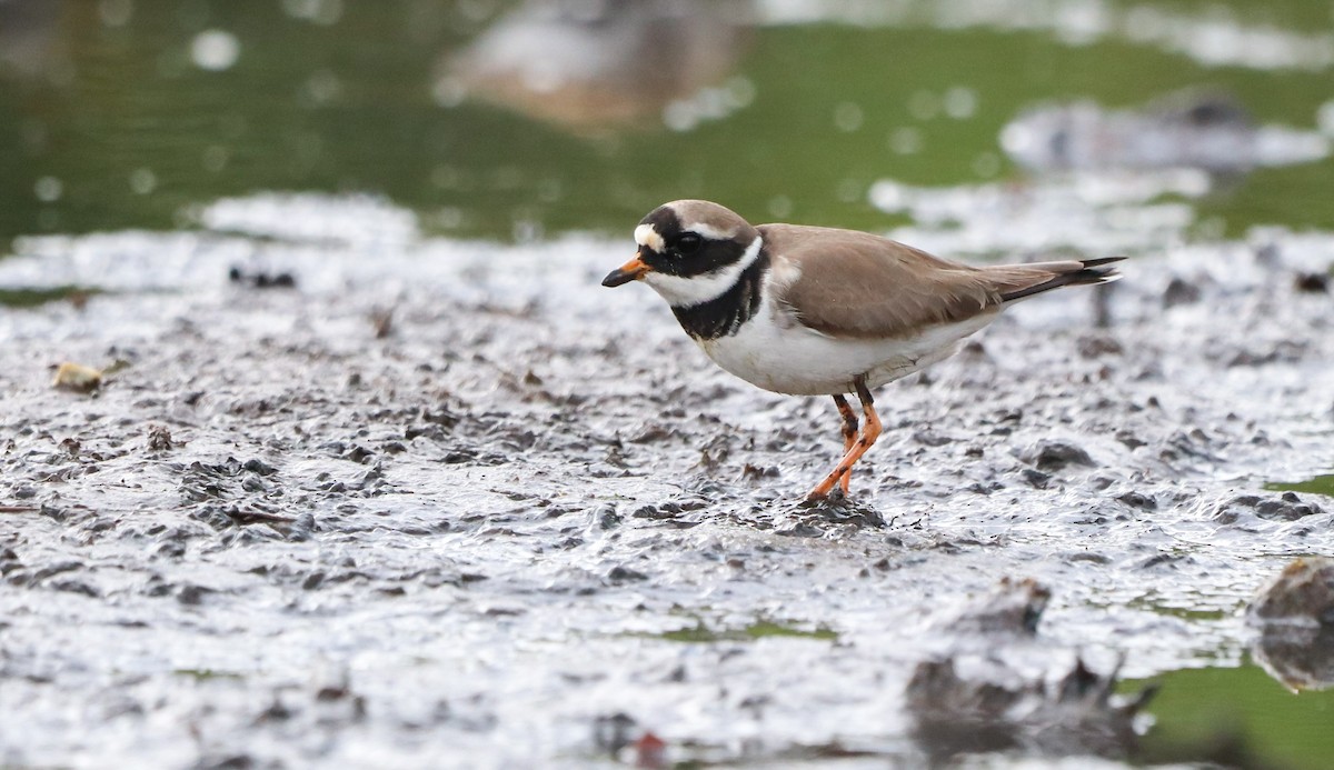 Common Ringed Plover - ML577222911