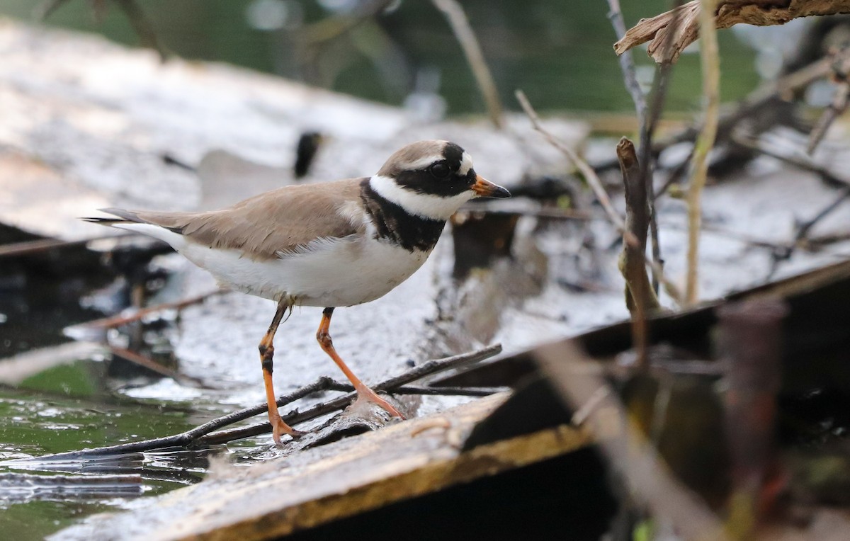 Common Ringed Plover - ML577222921