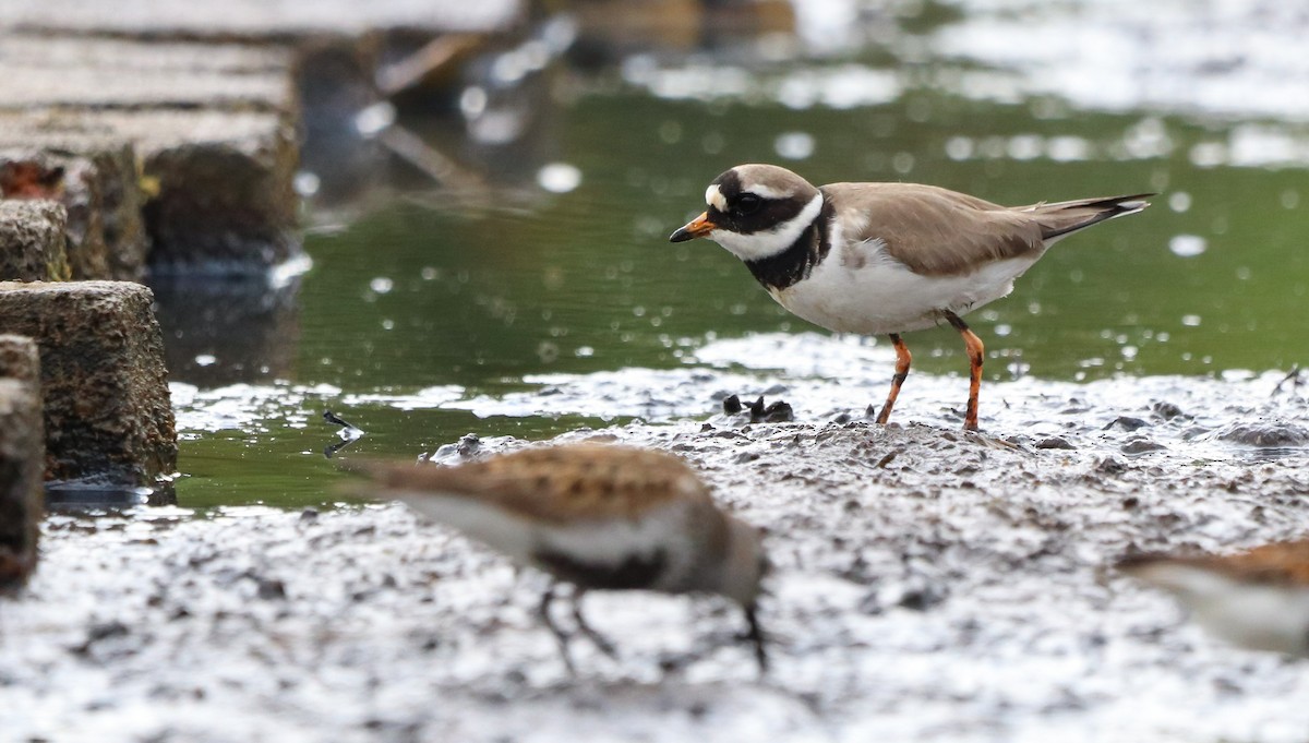 Common Ringed Plover - ML577222931