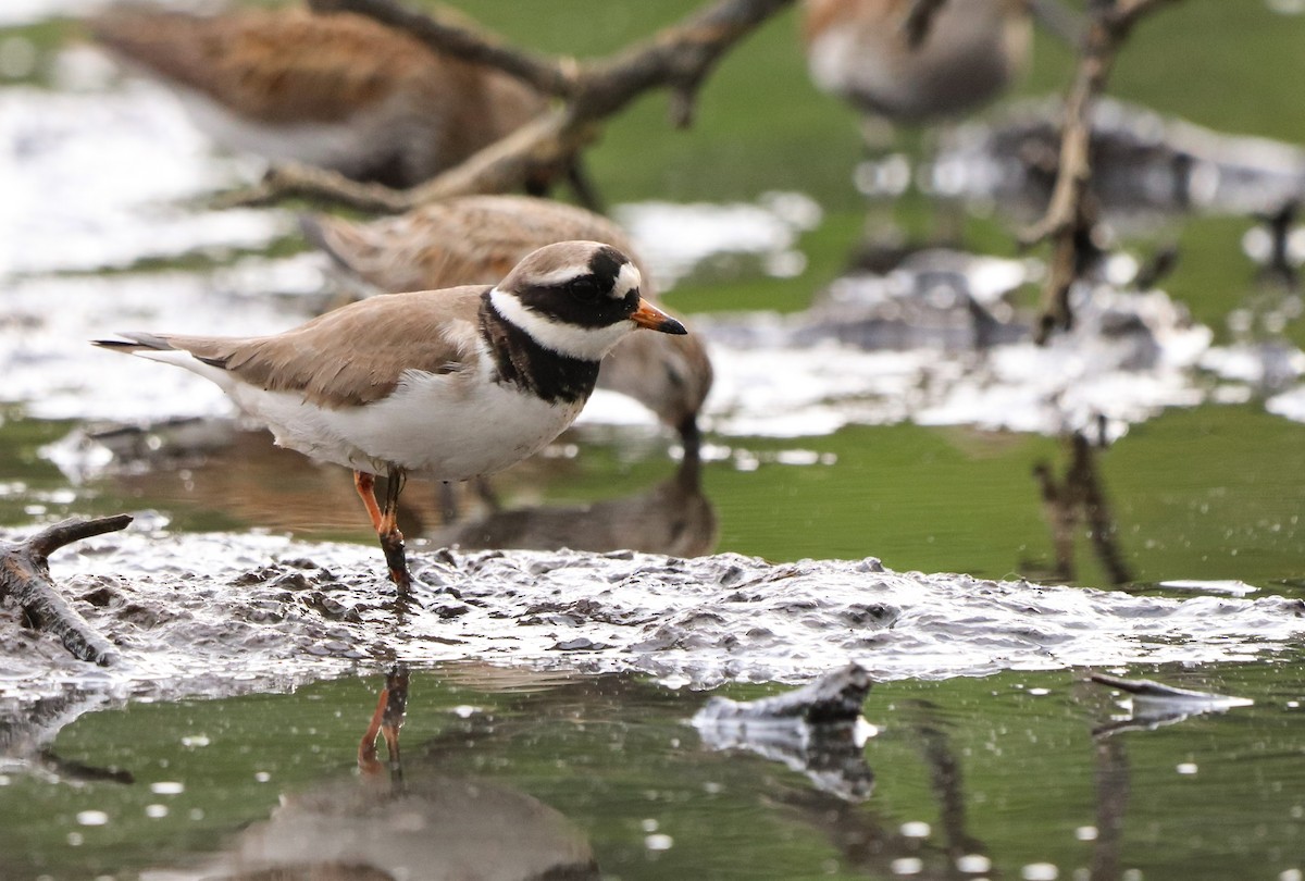 Common Ringed Plover - ML577222941