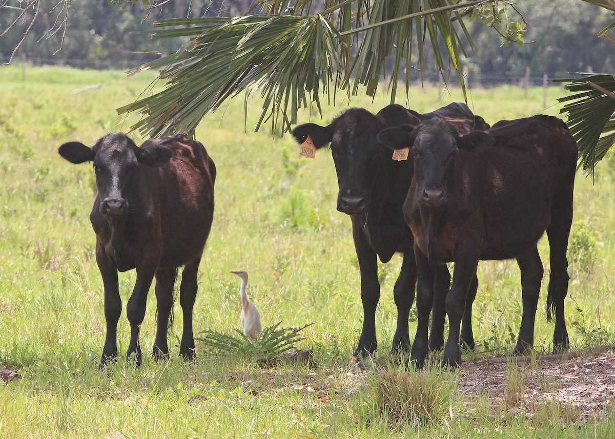 Western Cattle Egret - ML577223411