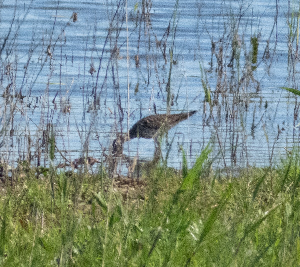 Greater Yellowlegs - ML577224351