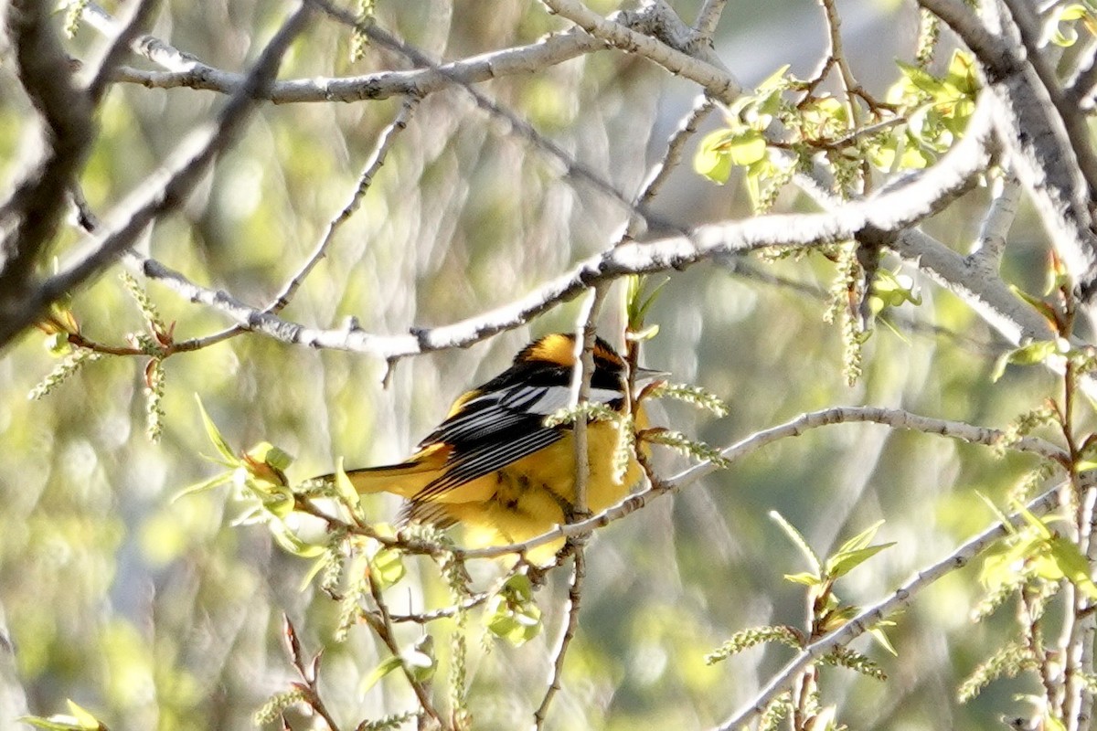 Bullock's Oriole - ML577224681