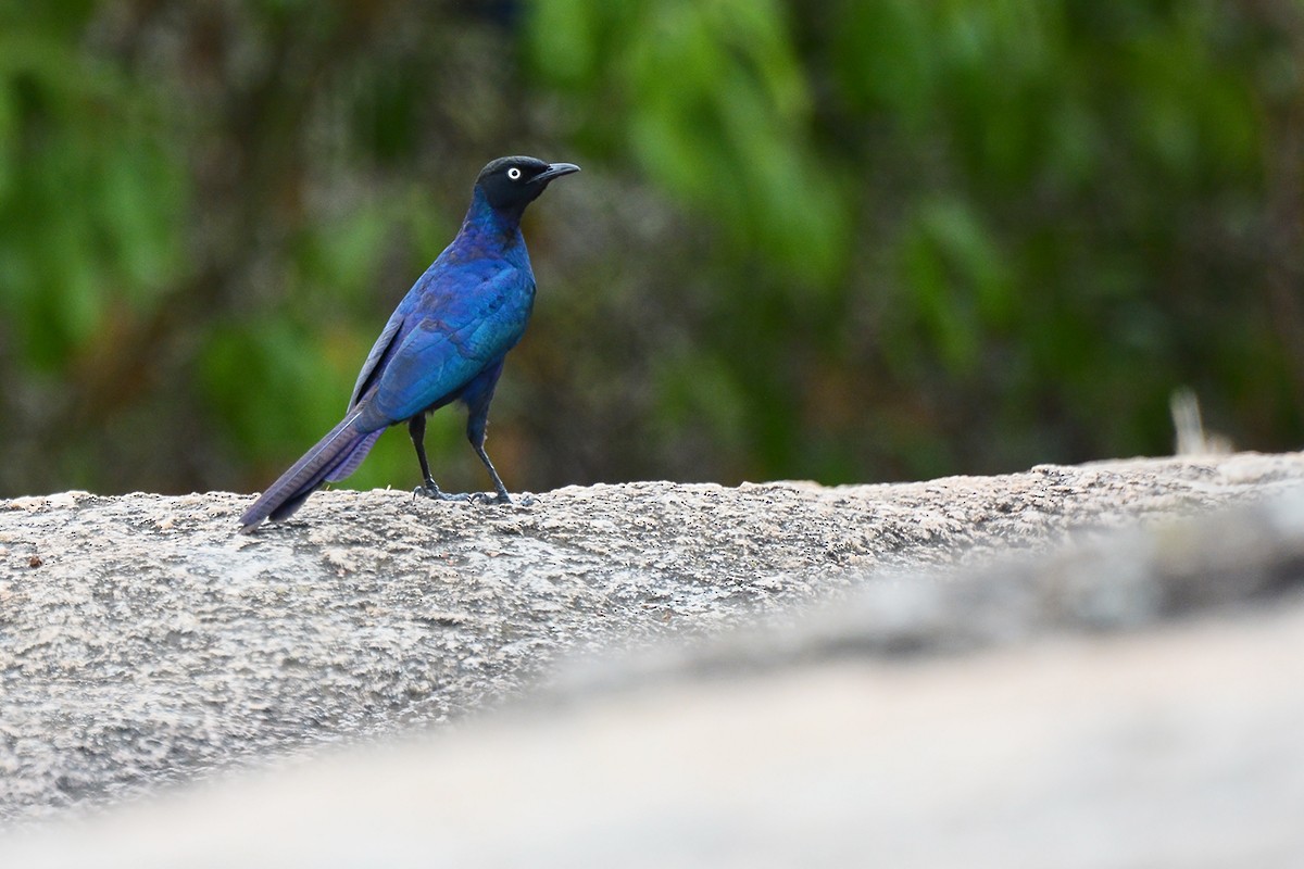 Rüppell's Starling - ML577224911