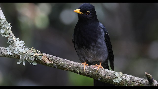 Yellow-legged Thrush - ML577225651