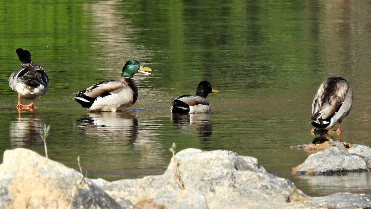 Mallard - ML577225791