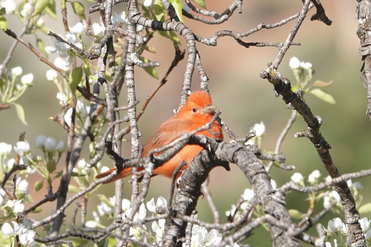 Summer Tanager - ML577226141