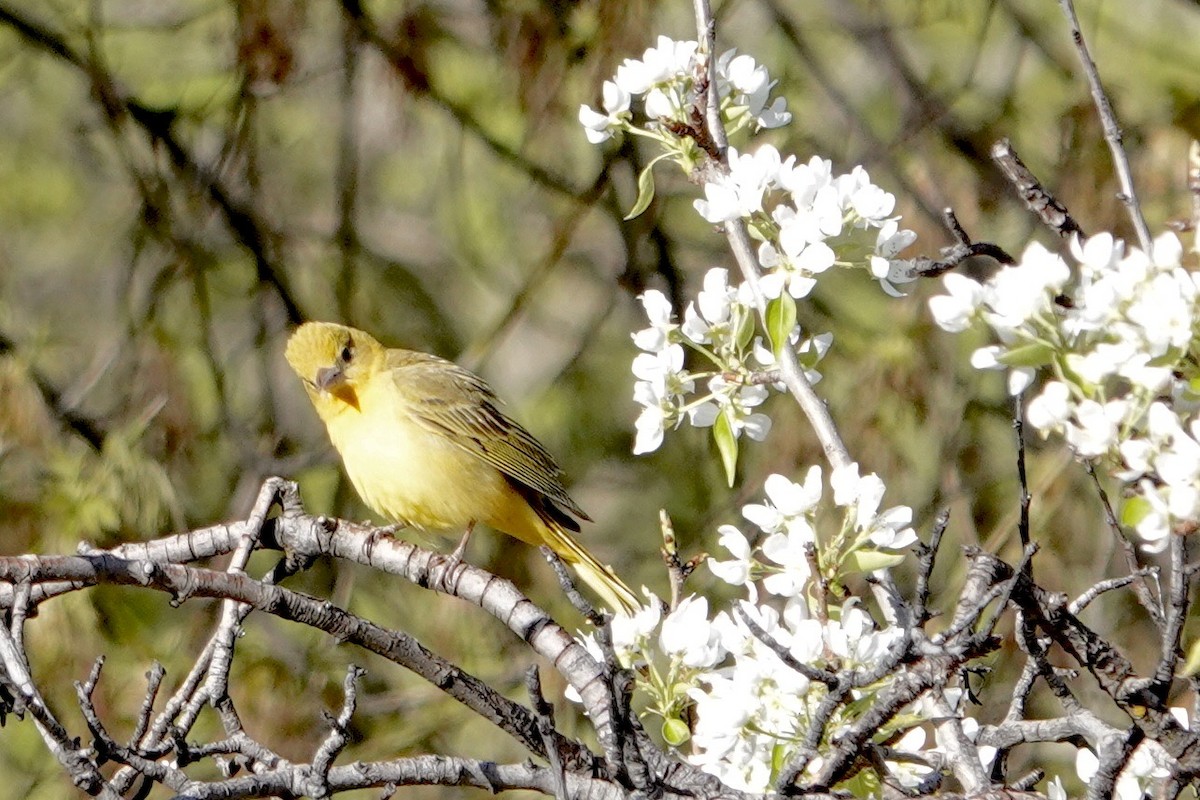 Summer Tanager - ML577226161