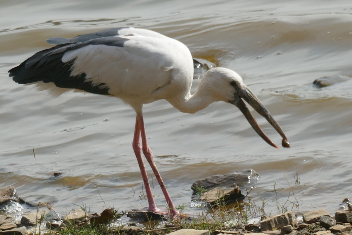 Asian Openbill - ML577227021