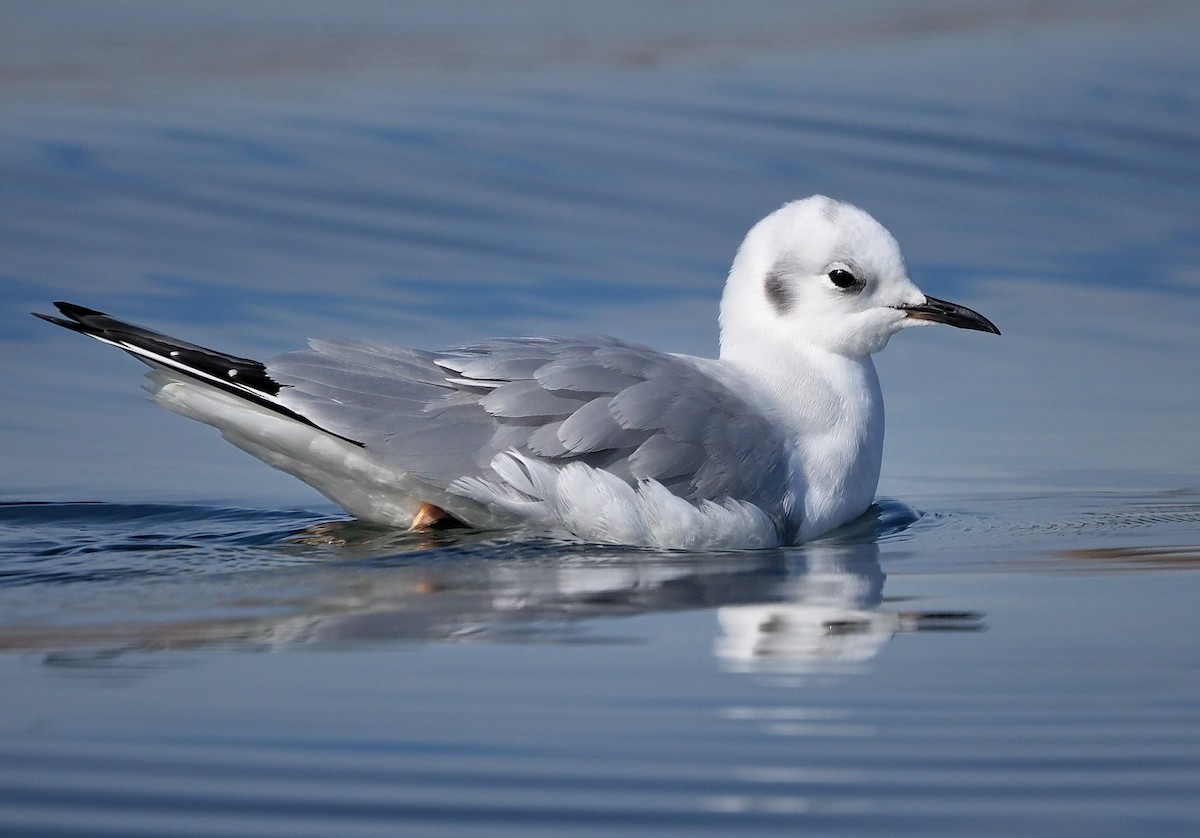 Bonaparte's Gull - Aidan Brubaker