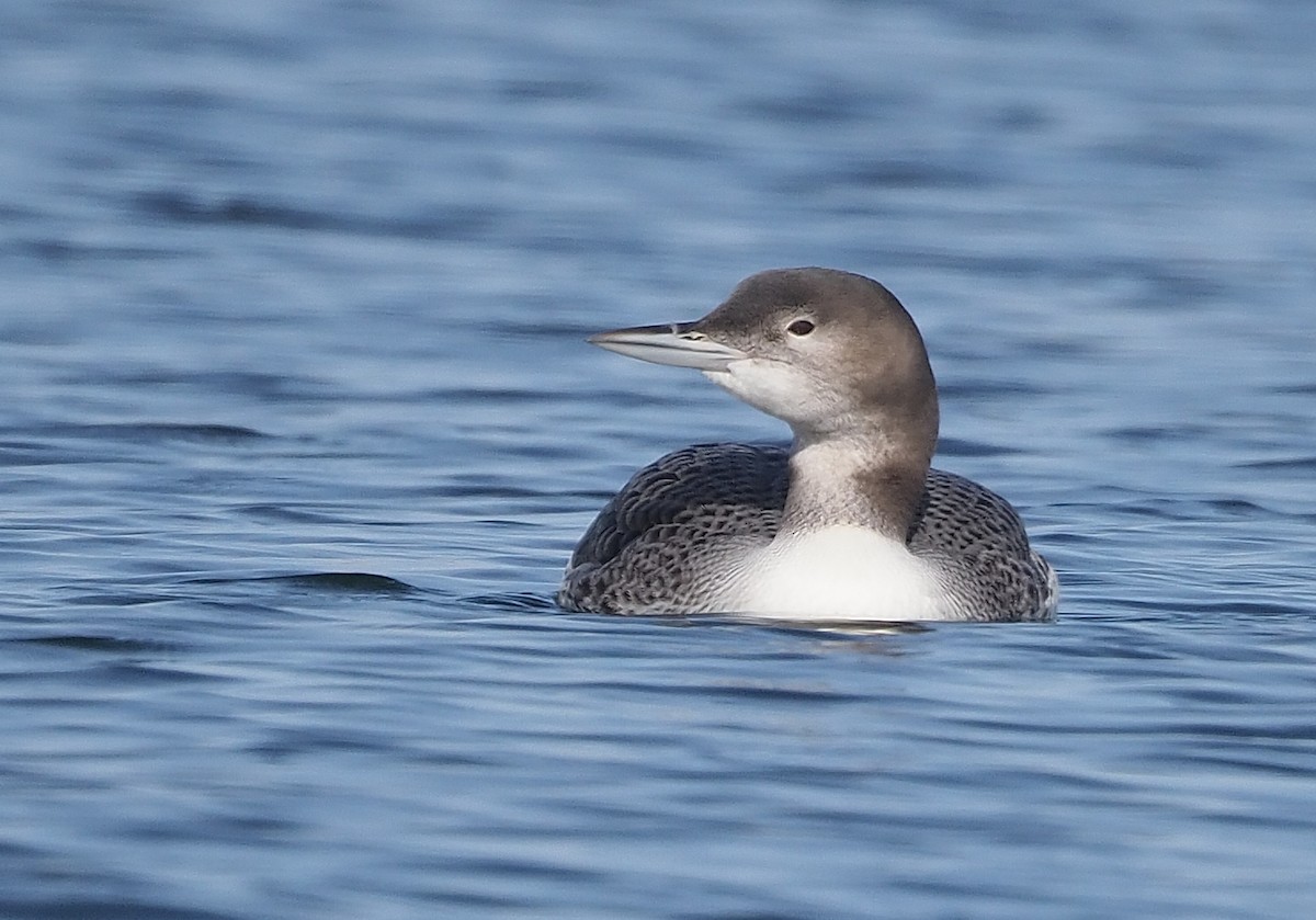 Common Loon - ML577227201