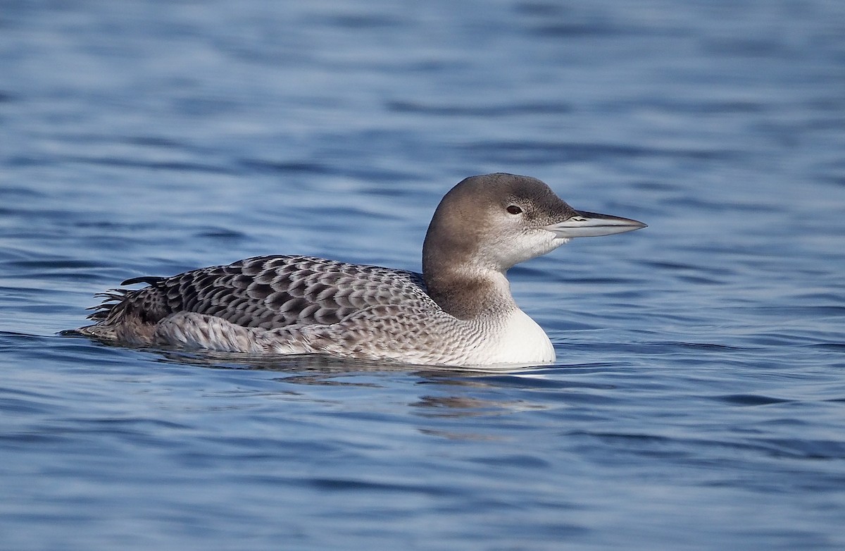 Common Loon - ML577227211