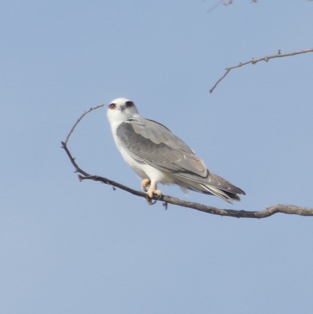 Black-winged Kite - ML577227431