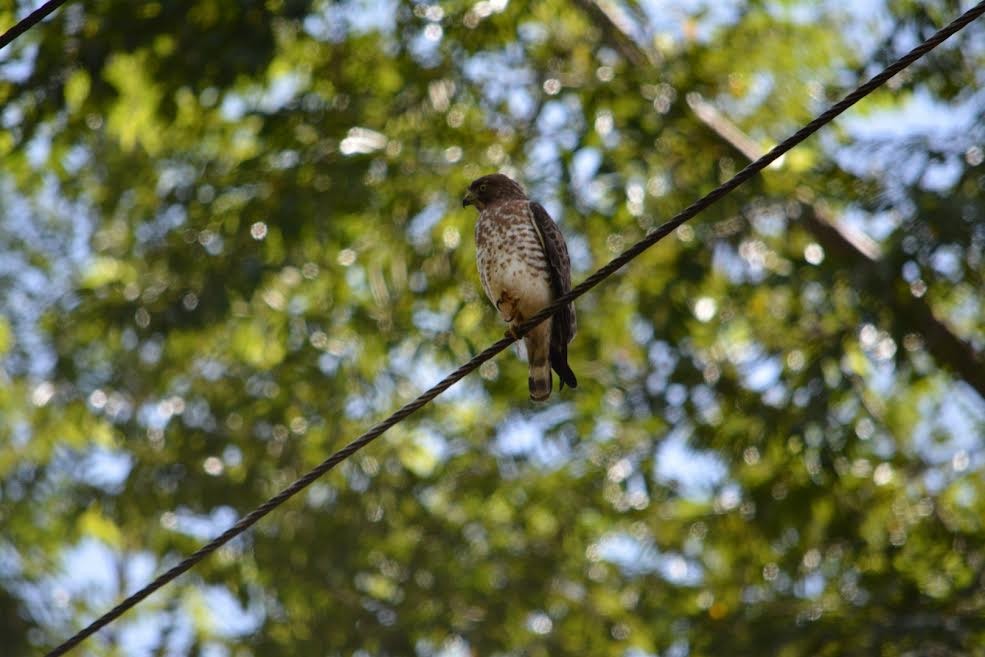 Broad-winged Hawk - ML577228831