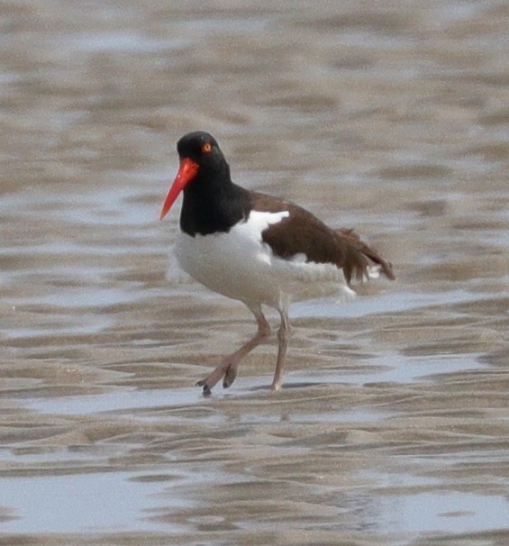 American Oystercatcher - cyndi jackson