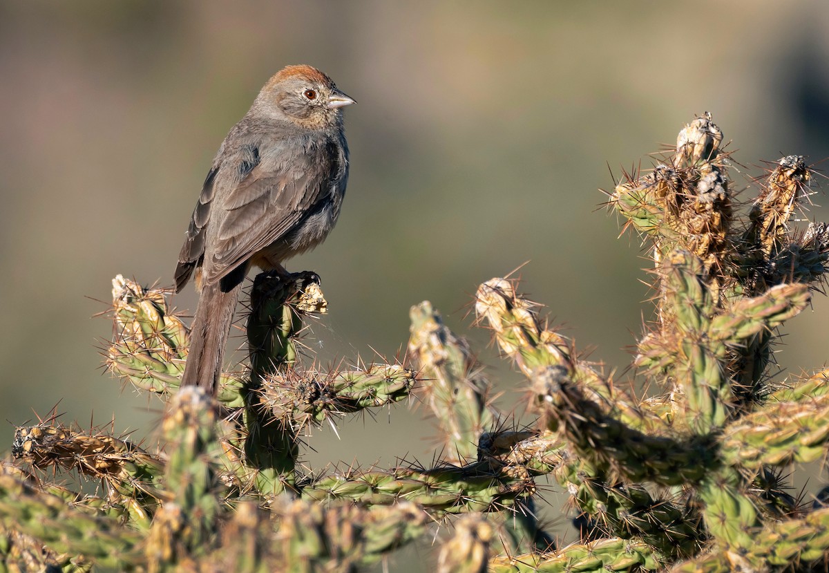 Canyon Towhee - ML577229511