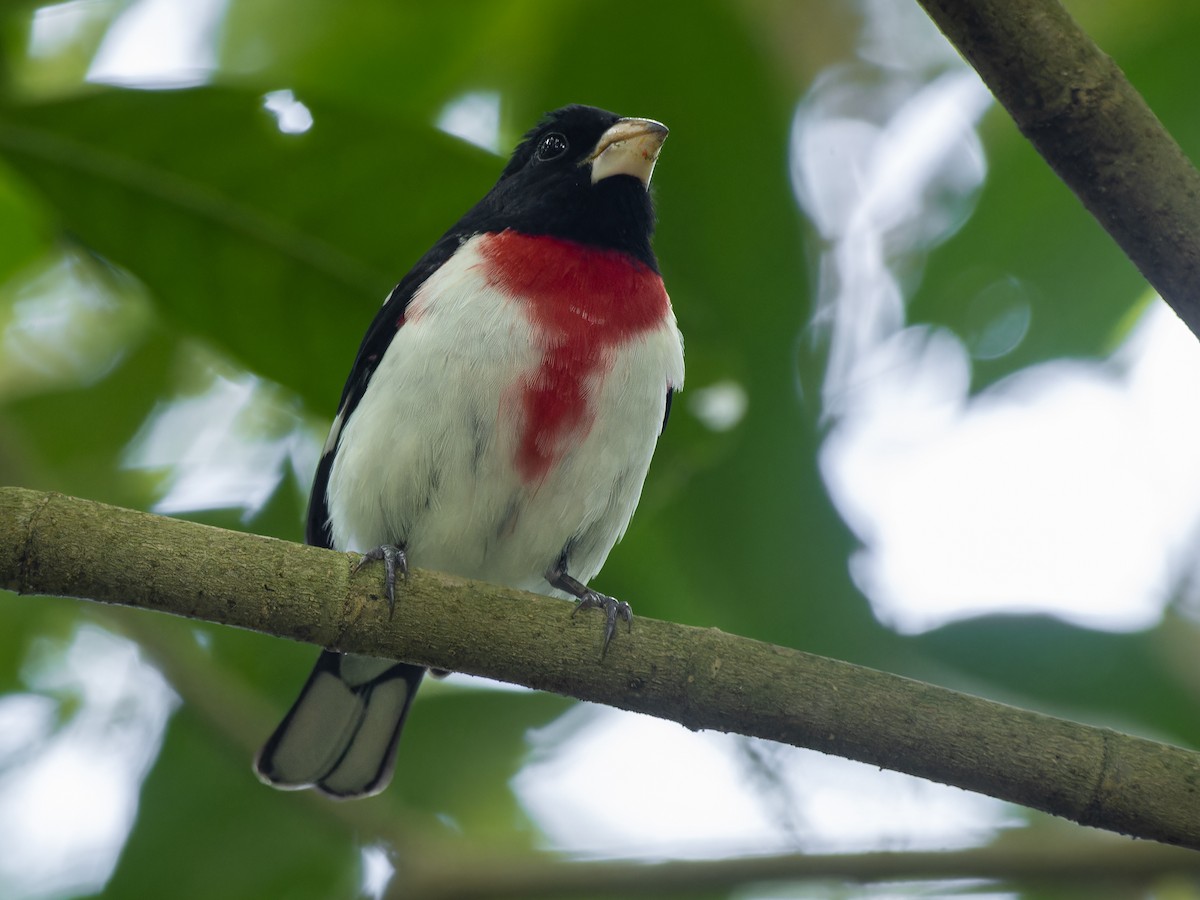 Rose-breasted Grosbeak - ML577230241