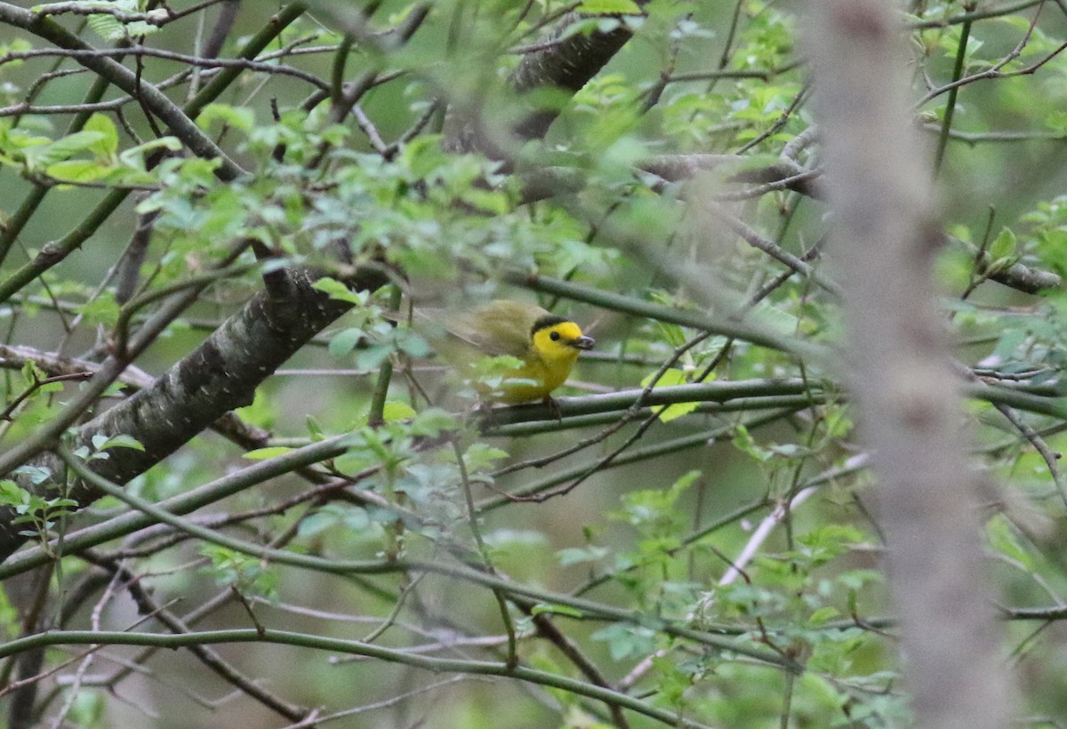 Hooded Warbler - ML57723031