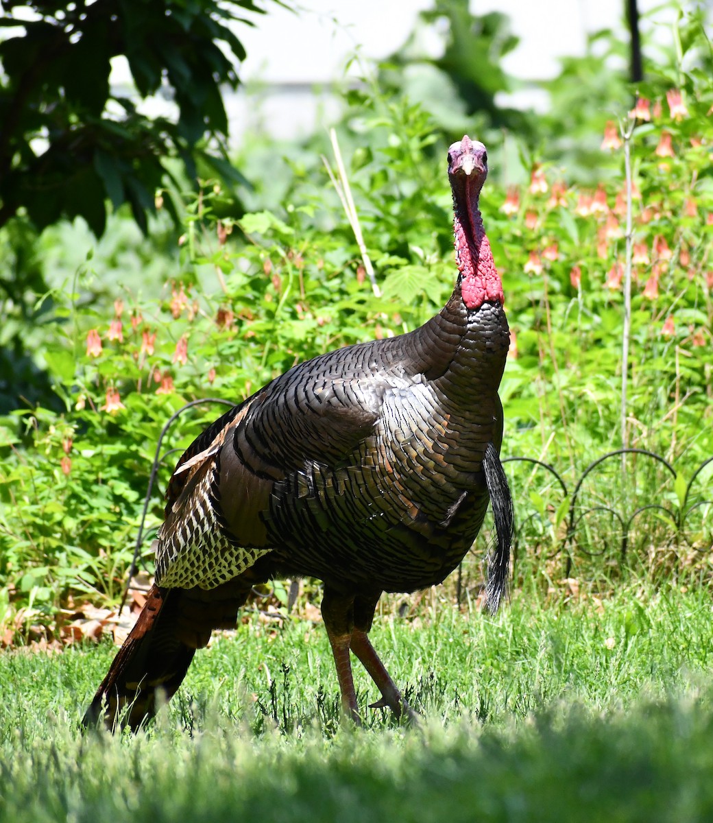 Wild Turkey - ML577230351