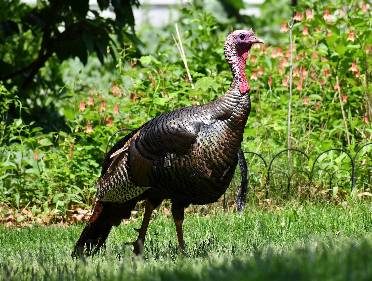 Wild Turkey - ML577230361