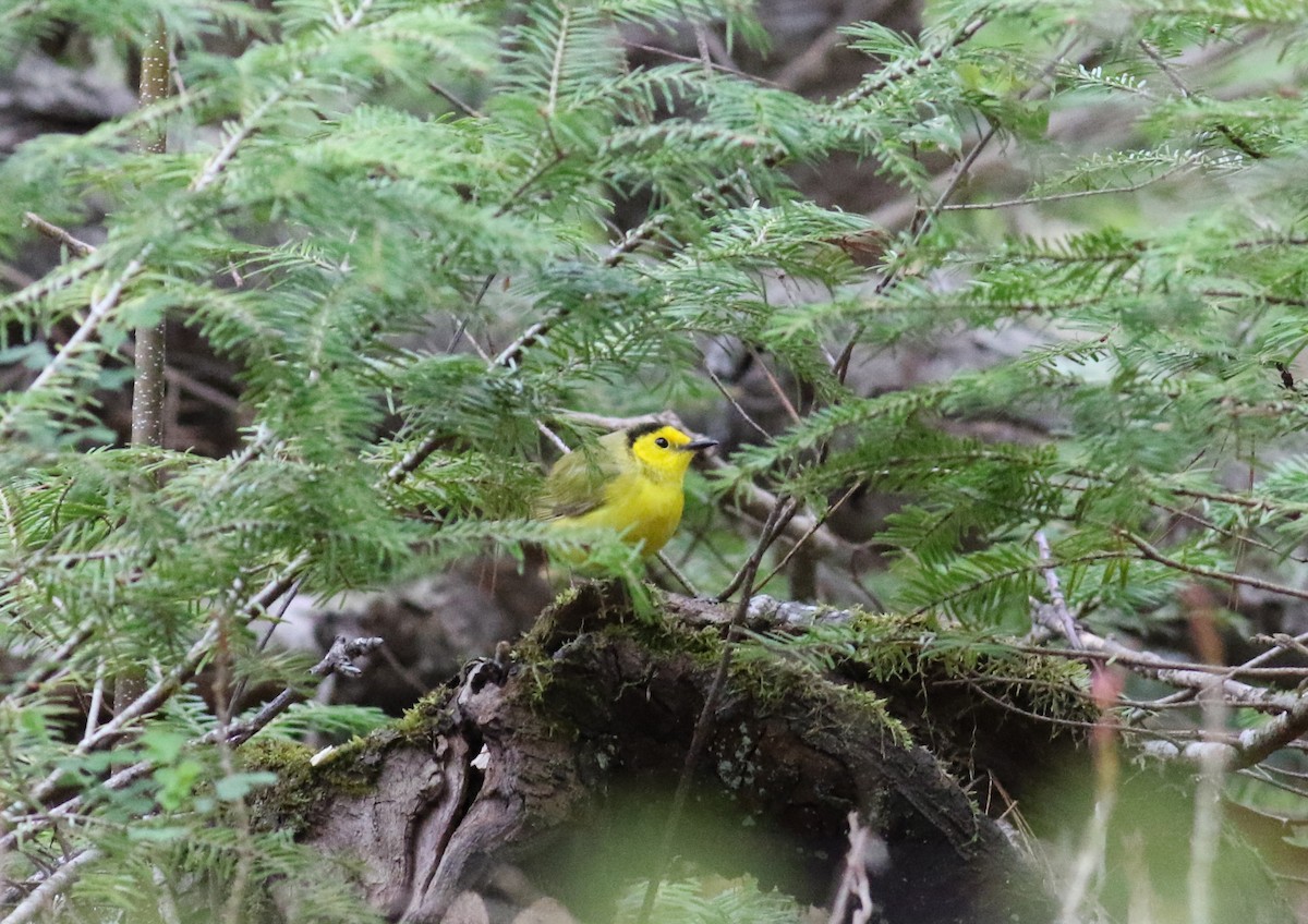 Hooded Warbler - ML57723051