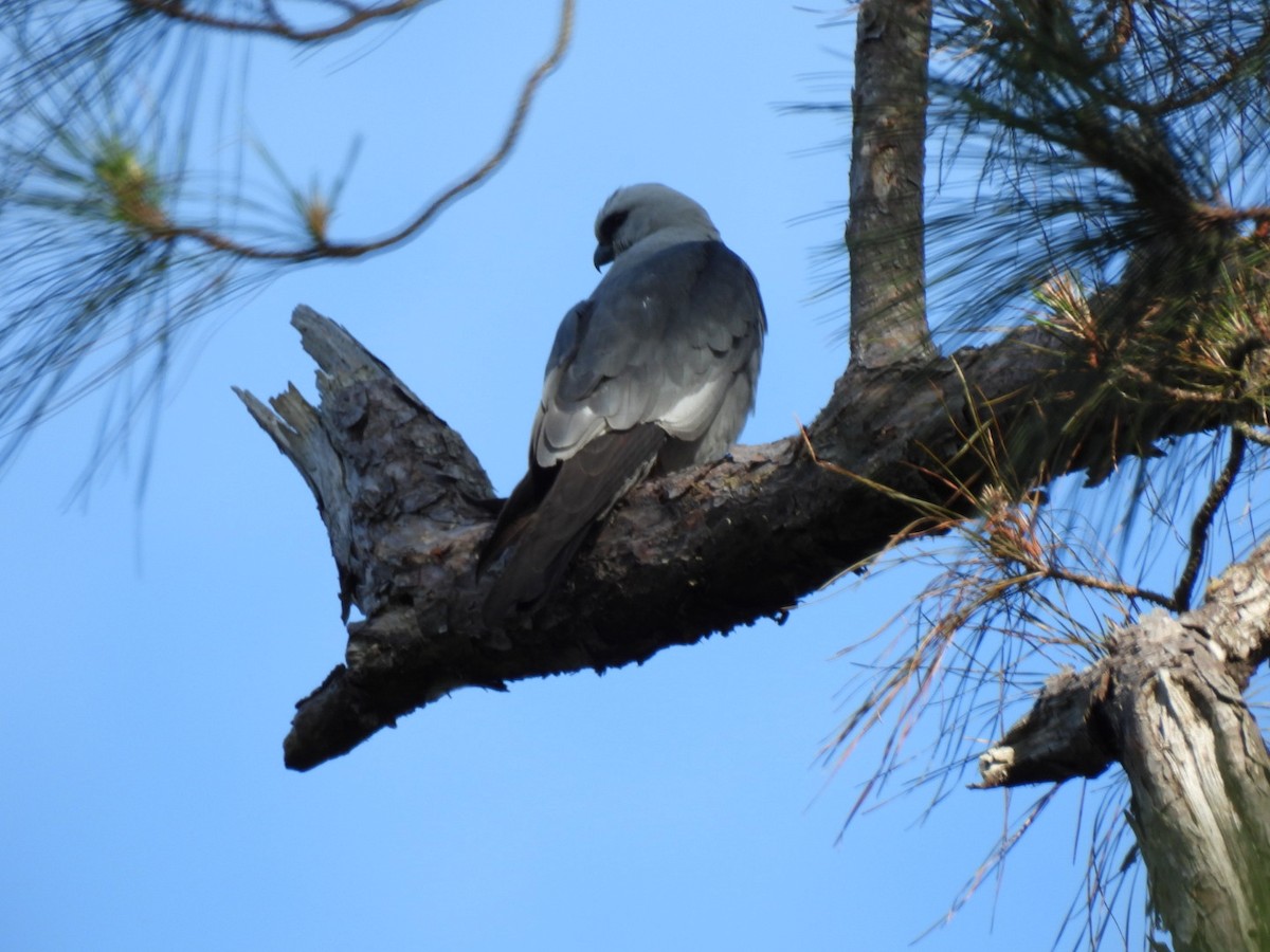 Mississippi Kite - ML577231651
