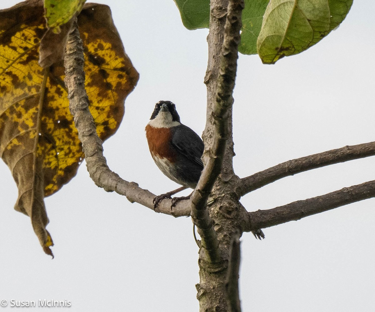 Chestnut-breasted Mountain Finch - ML577232191