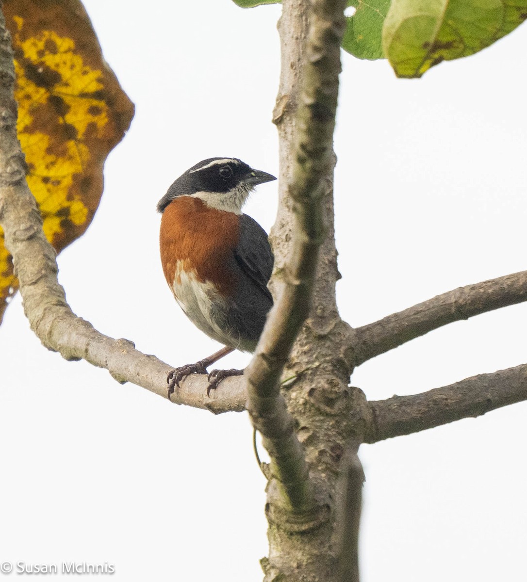 Chestnut-breasted Mountain Finch - ML577232211