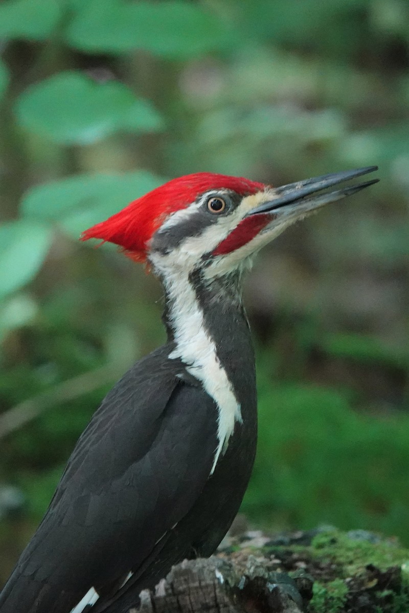 Pileated Woodpecker - ML577232371