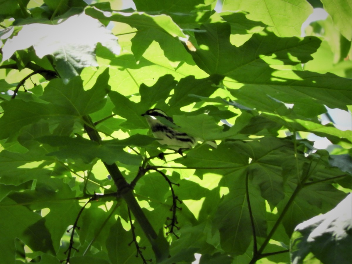 Black-throated Gray Warbler - ML577232381