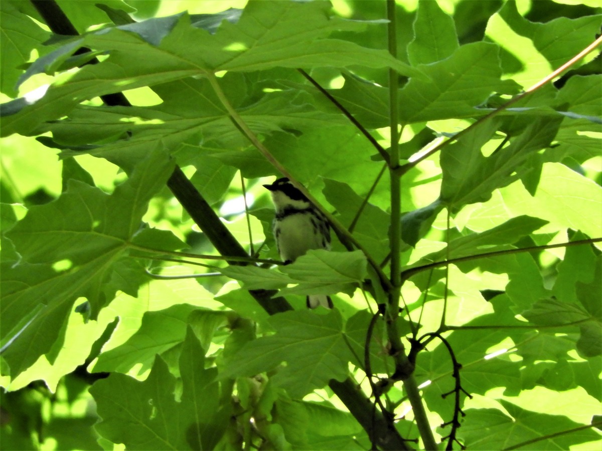 Black-throated Gray Warbler - ML577232391