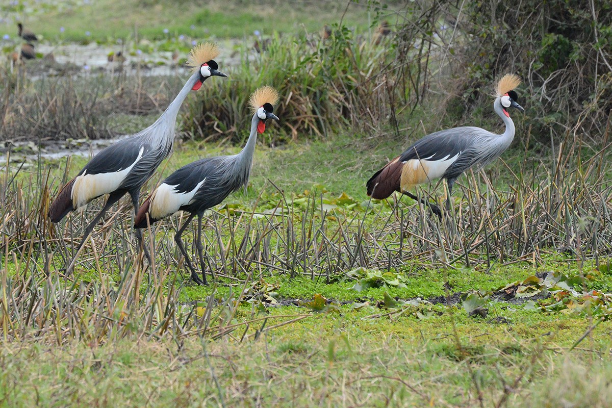 Grulla Coronada Cuelligrís - ML577233191