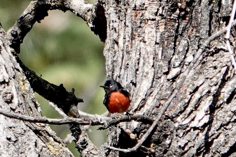 Painted Redstart - ML577233431