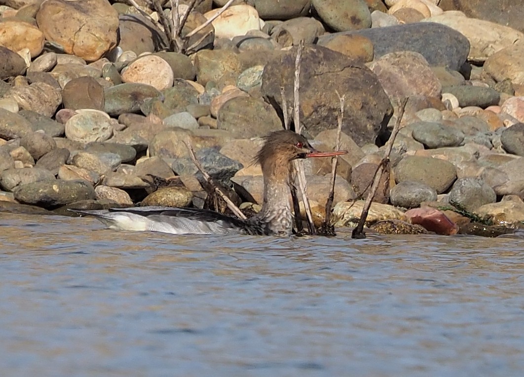 Red-breasted Merganser - Aidan Brubaker