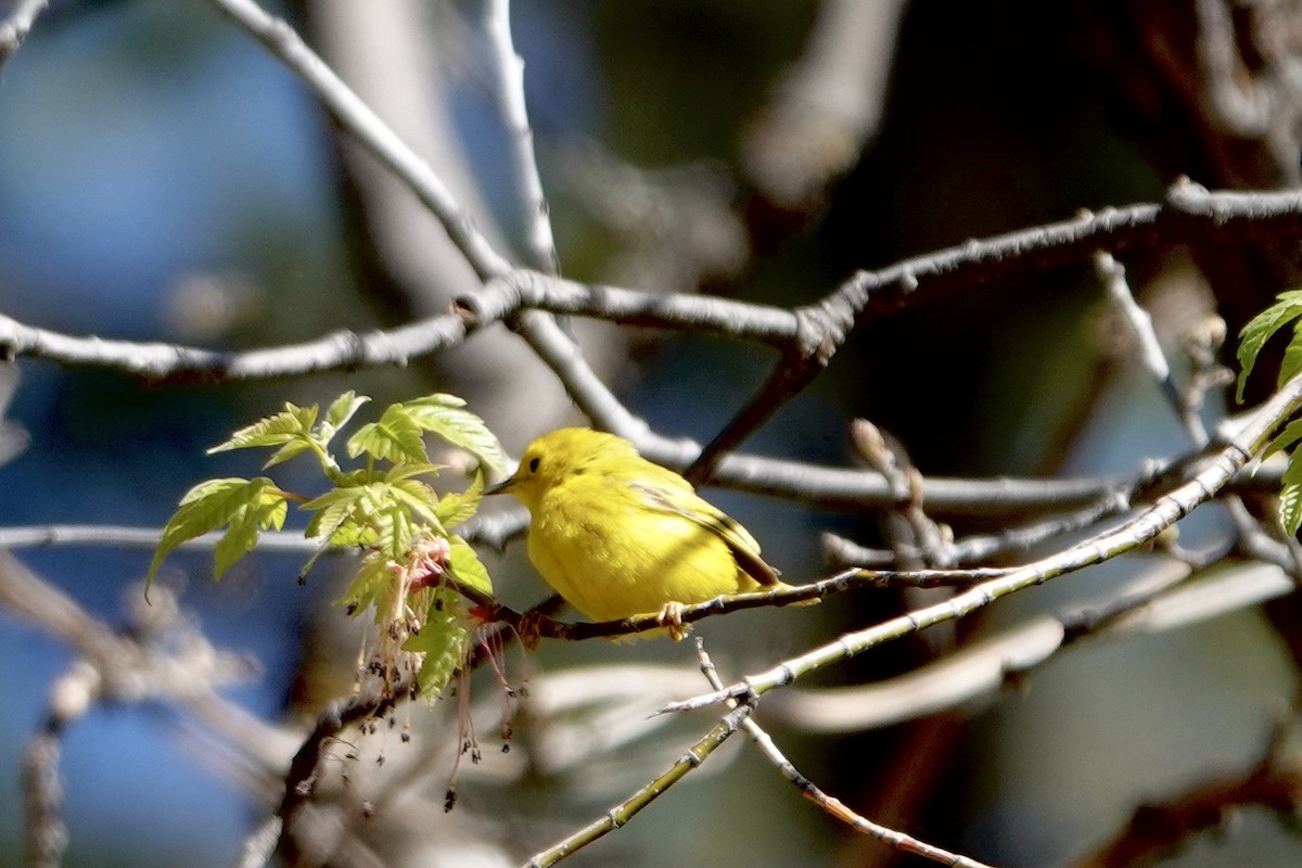 Yellow Warbler - Alena Capek