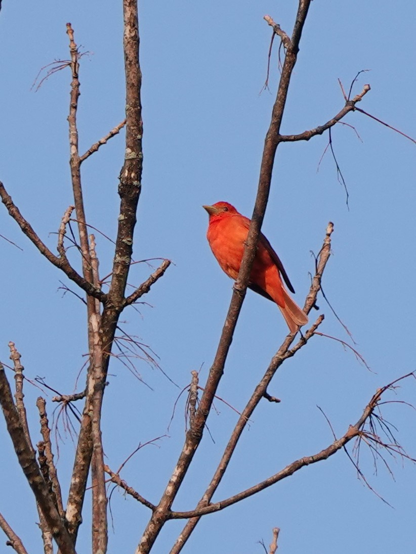 Scarlet Tanager - ML577233981