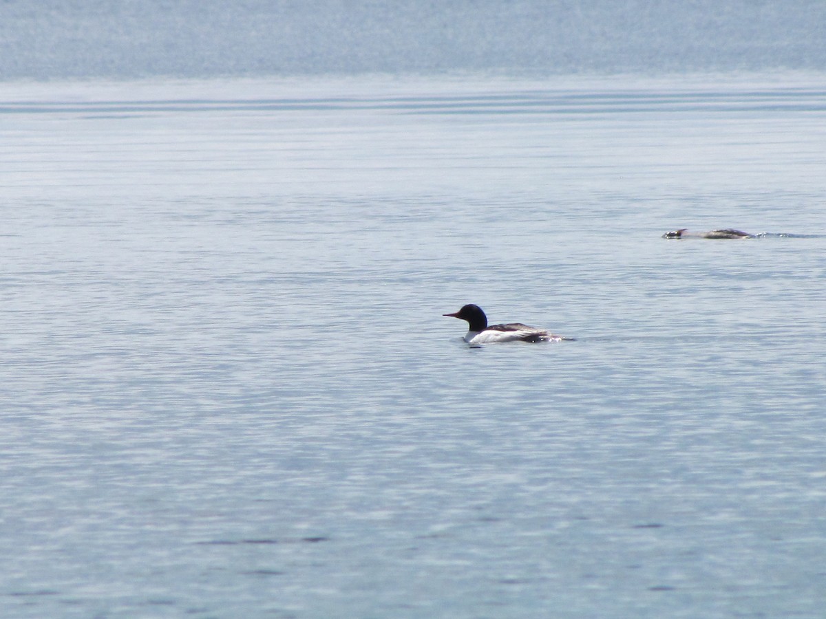 Common Merganser - ML577234131